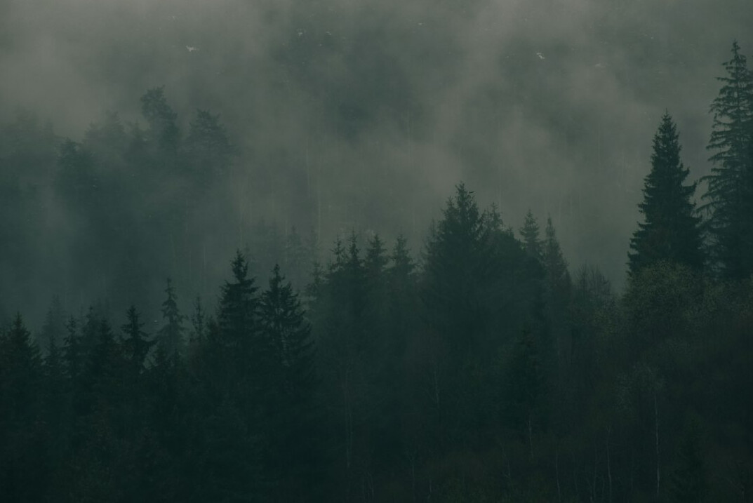 dark foggy forest at night