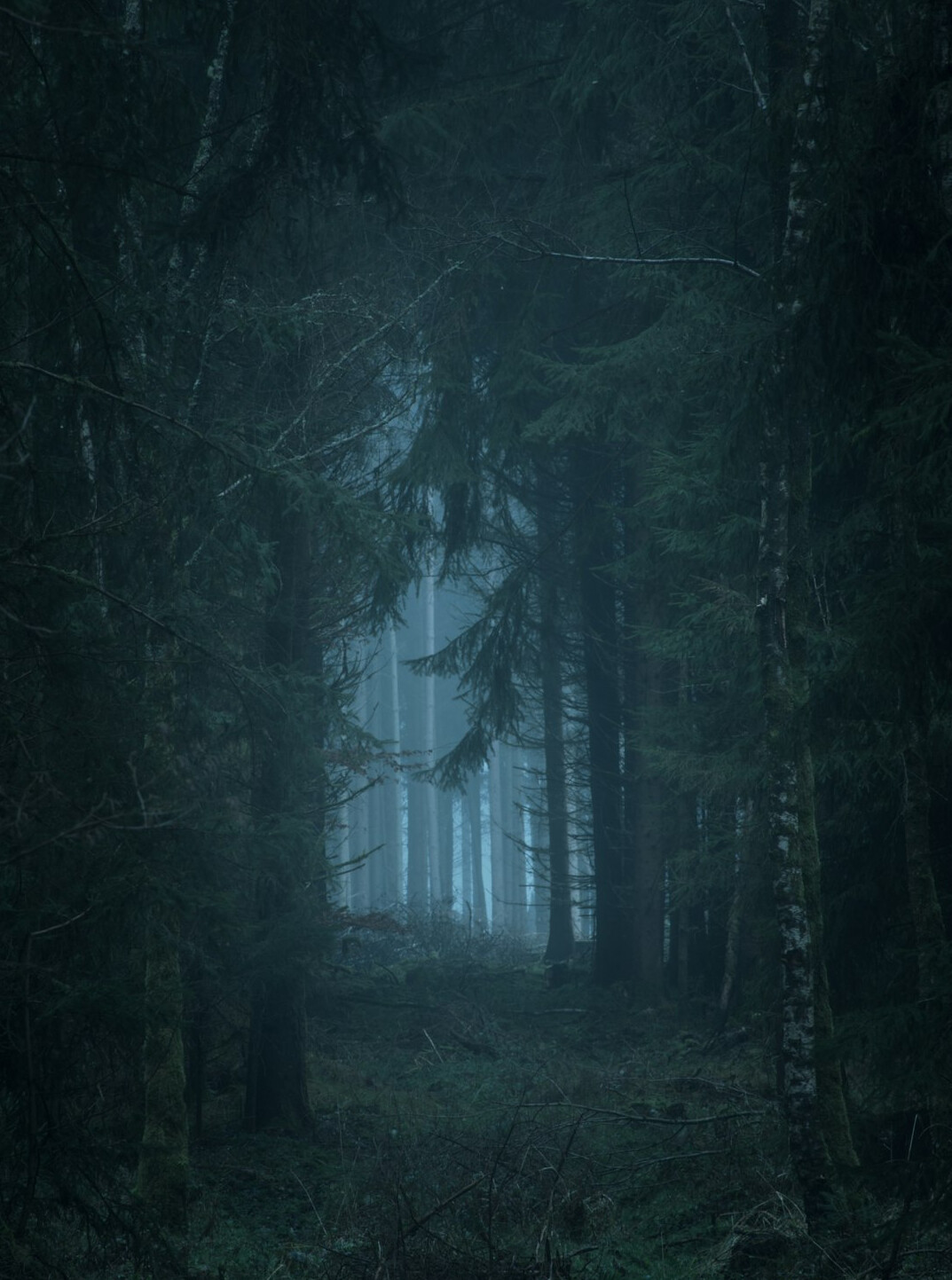 dark foggy forest at night